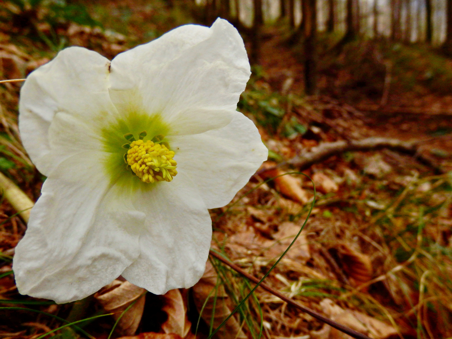 Die ersten Rosen im Wald ...