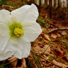 Die ersten Rosen im Wald ...