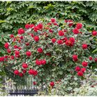 Die ersten Rosen stehen in voller Blüte