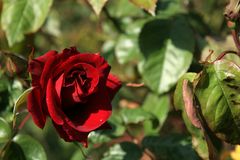 Die ersten Rosenblüten