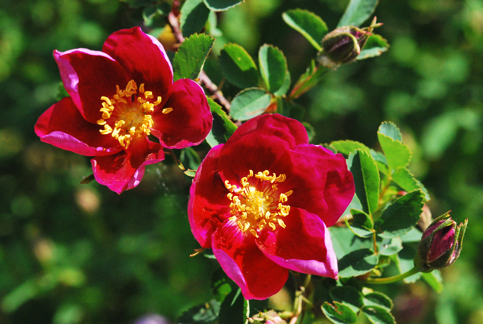 die ersten Rosenblüten dieses Jahr