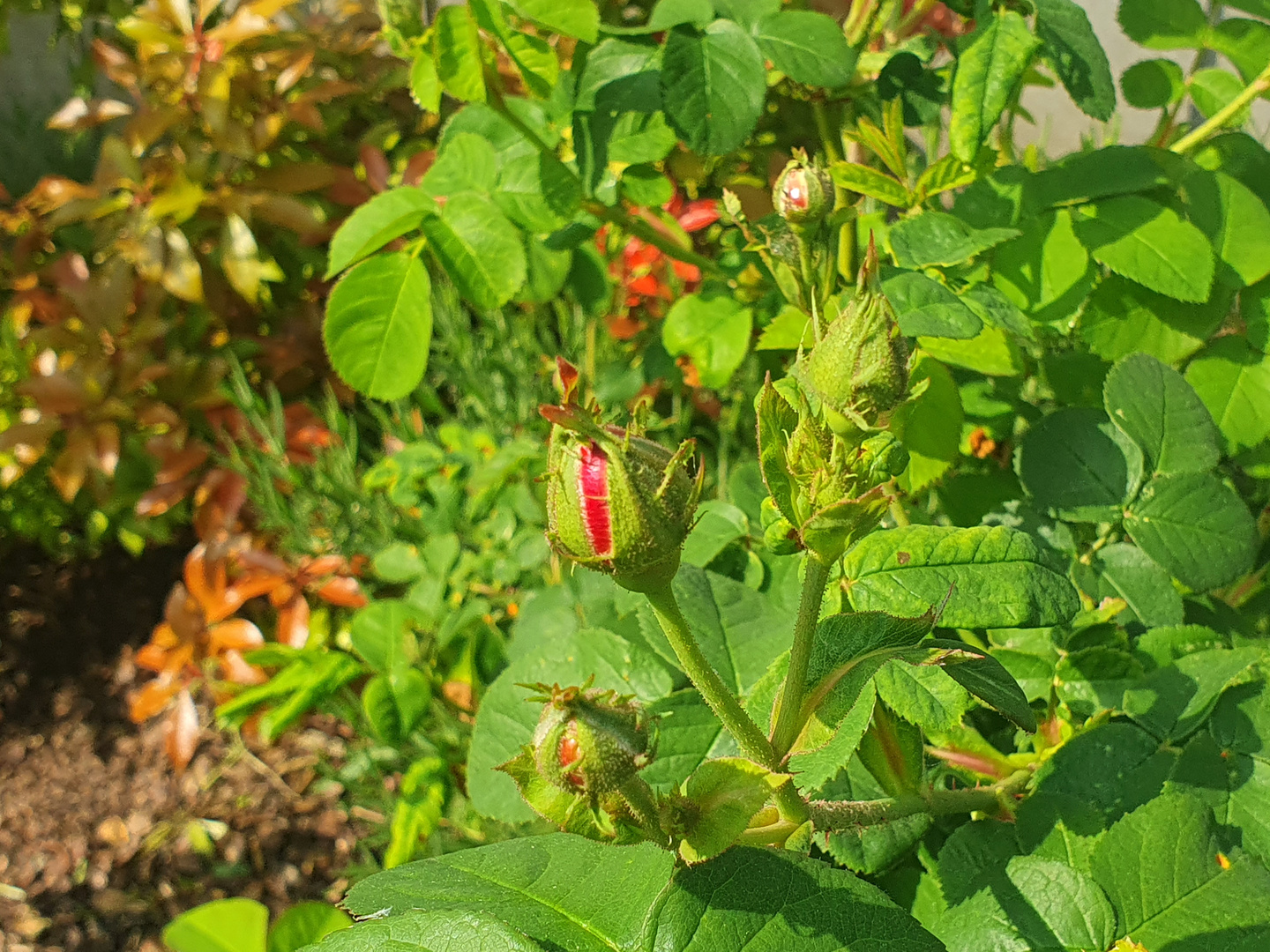 Die ersten Rosenblüten zeigen sich...