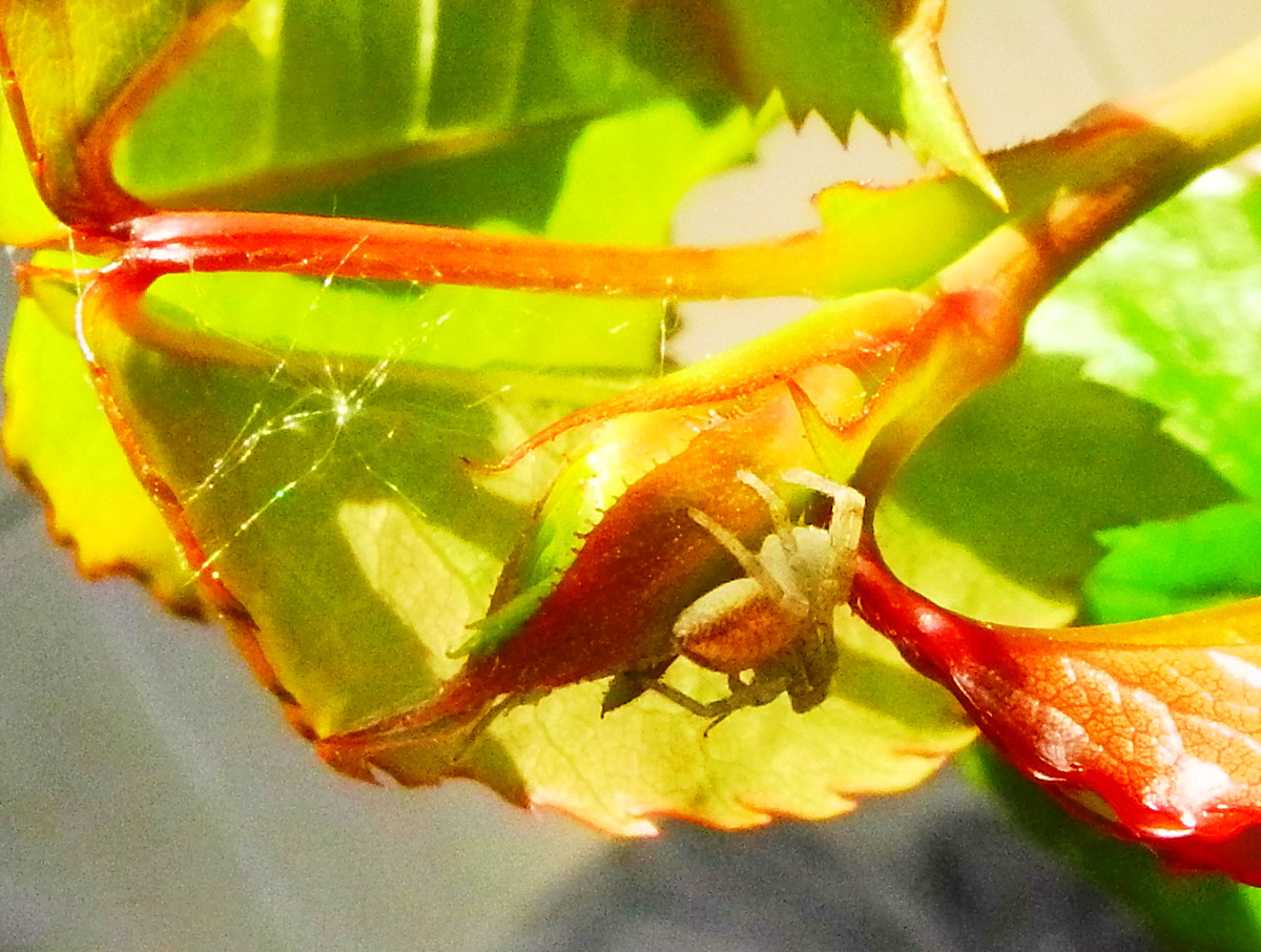 Die ersten Rosenknospen ..., und auch gleich Bewohner! Freund oder Feind?