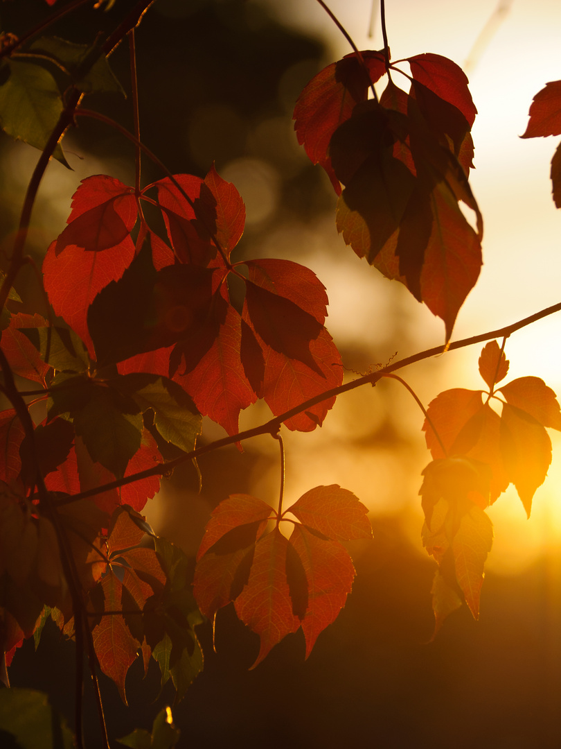 Die ersten roten Blätter im Sonnenuntergang #1