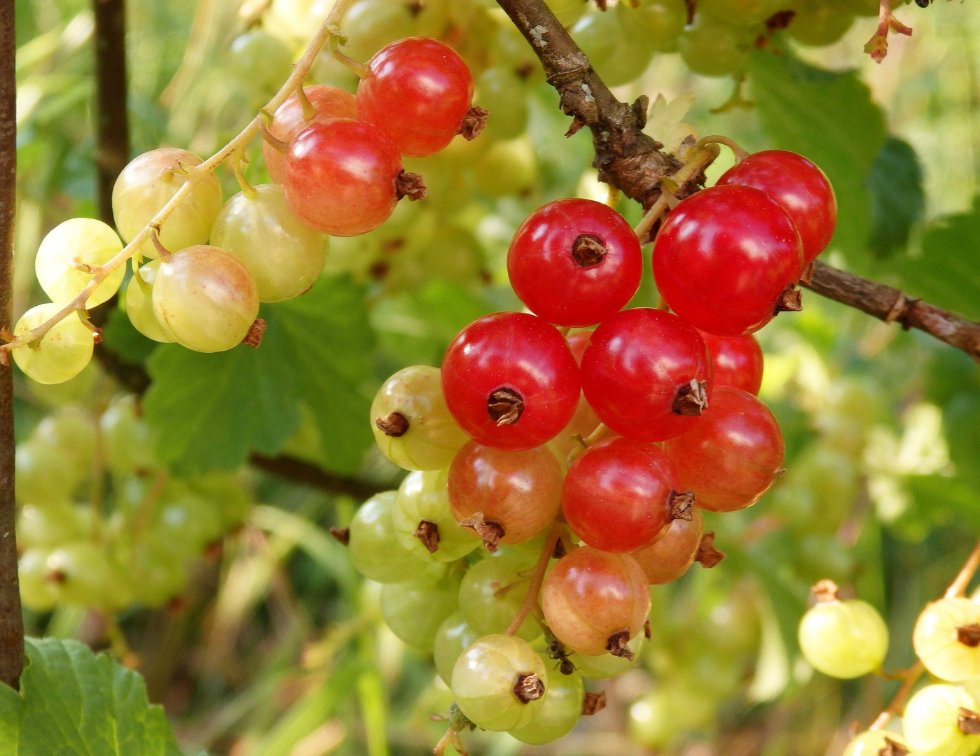 Die ersten Roten Johannisbeeren werden reif