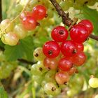 Die ersten Roten Johannisbeeren werden reif