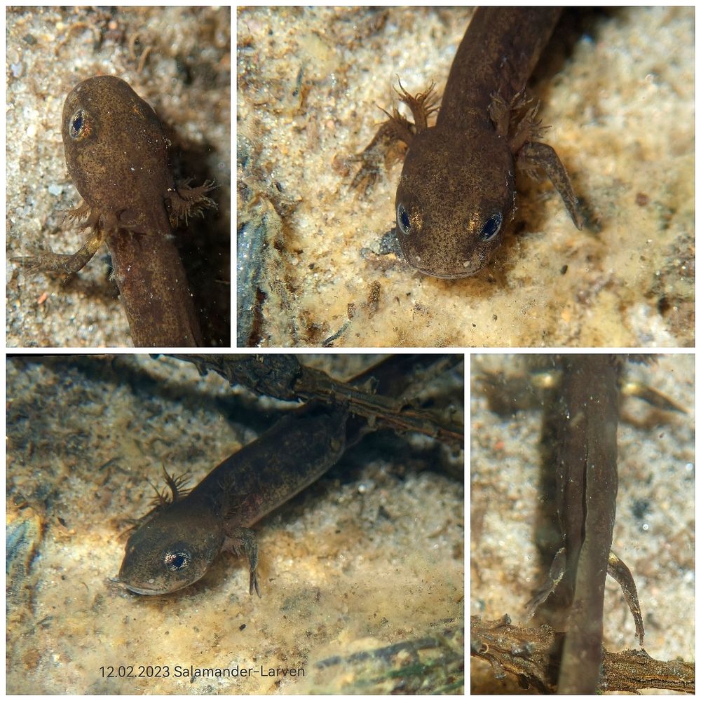 Die ersten Salamanderlarven sind bereits geboren... 