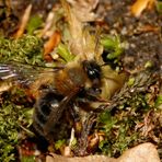 Die ersten Sandbienen fliegen wieder