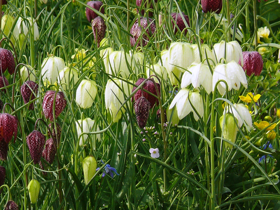 Die ersten Schachbrettblumen blühen