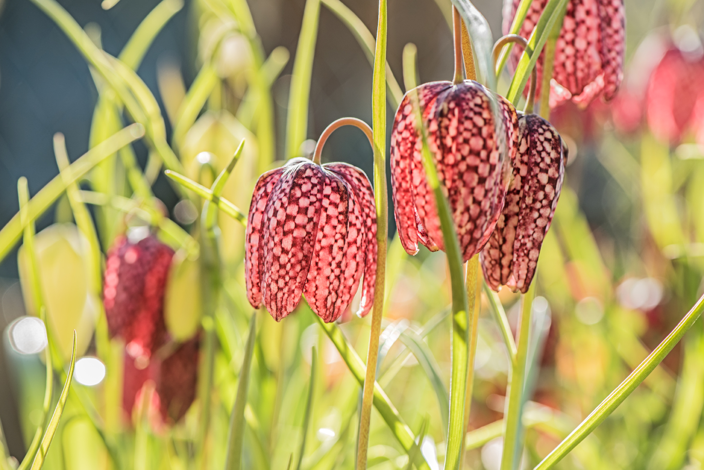 die ersten Schachbrettblumen leuchten in der Sonne