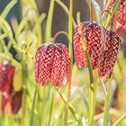 die ersten Schachbrettblumen leuchten in der Sonne