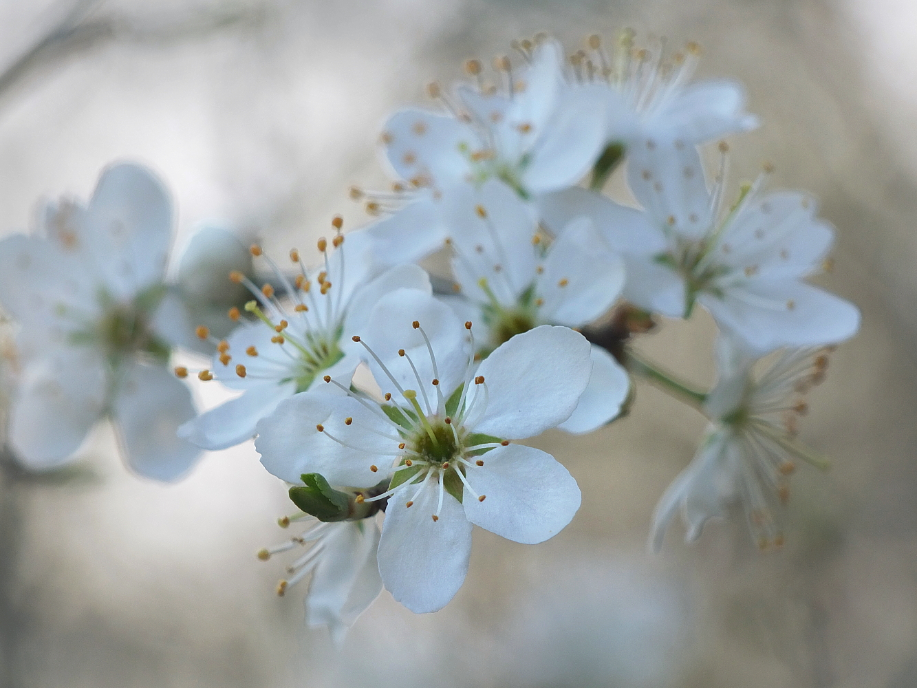 Die ersten Schlehdornblüten