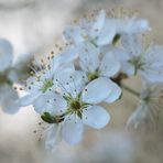 Die ersten Schlehdornblüten