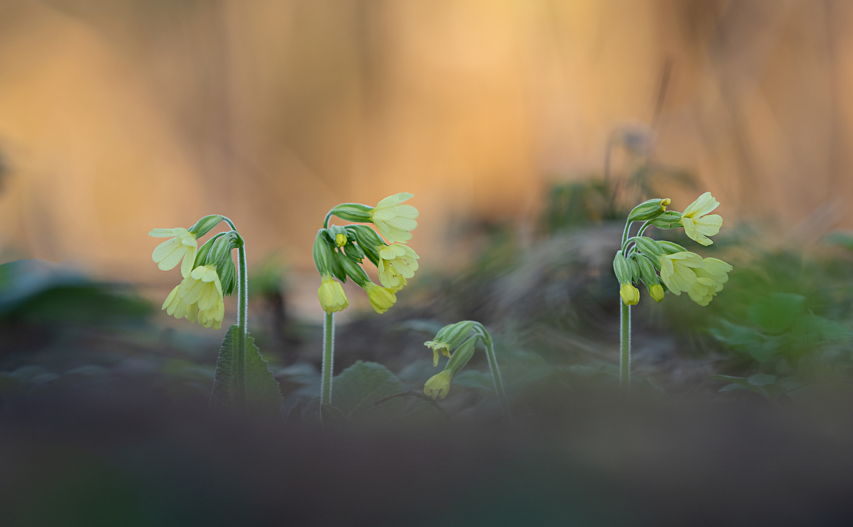 ...die ersten Schlüsselblumen...