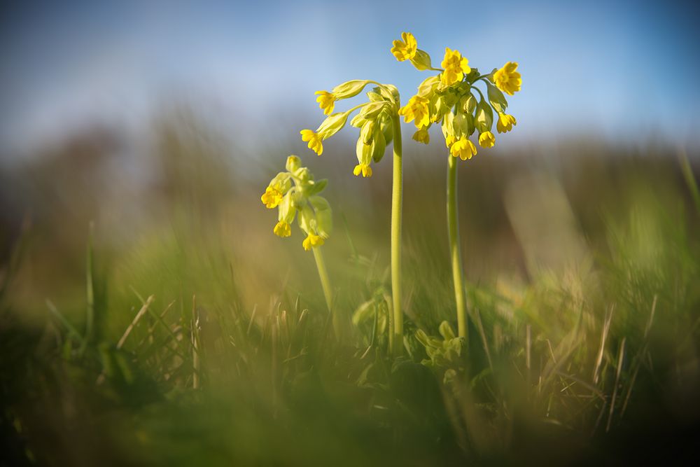 Die ersten Schlüsselblumen