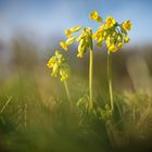 Die ersten Schlüsselblumen