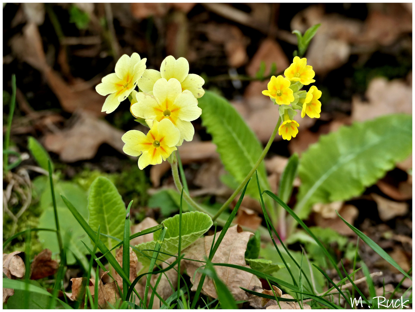 Die ersten Schlüsselblumen Blüten sind aufgegangen !