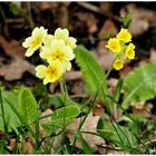 Die ersten Schlüsselblumen Blüten sind aufgegangen !