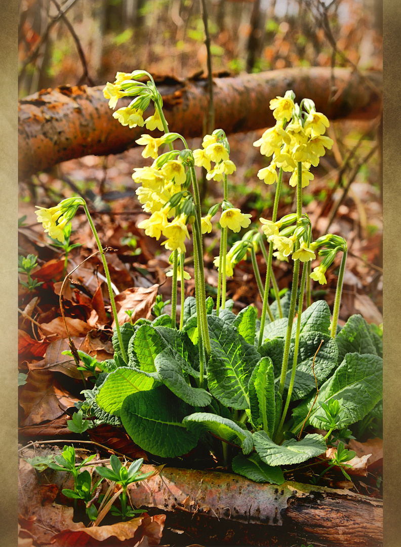 die ersten Schlüsselblumen 