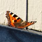 Die ersten Schmetterlinge in Askim, Norwegen in diesem Jahr