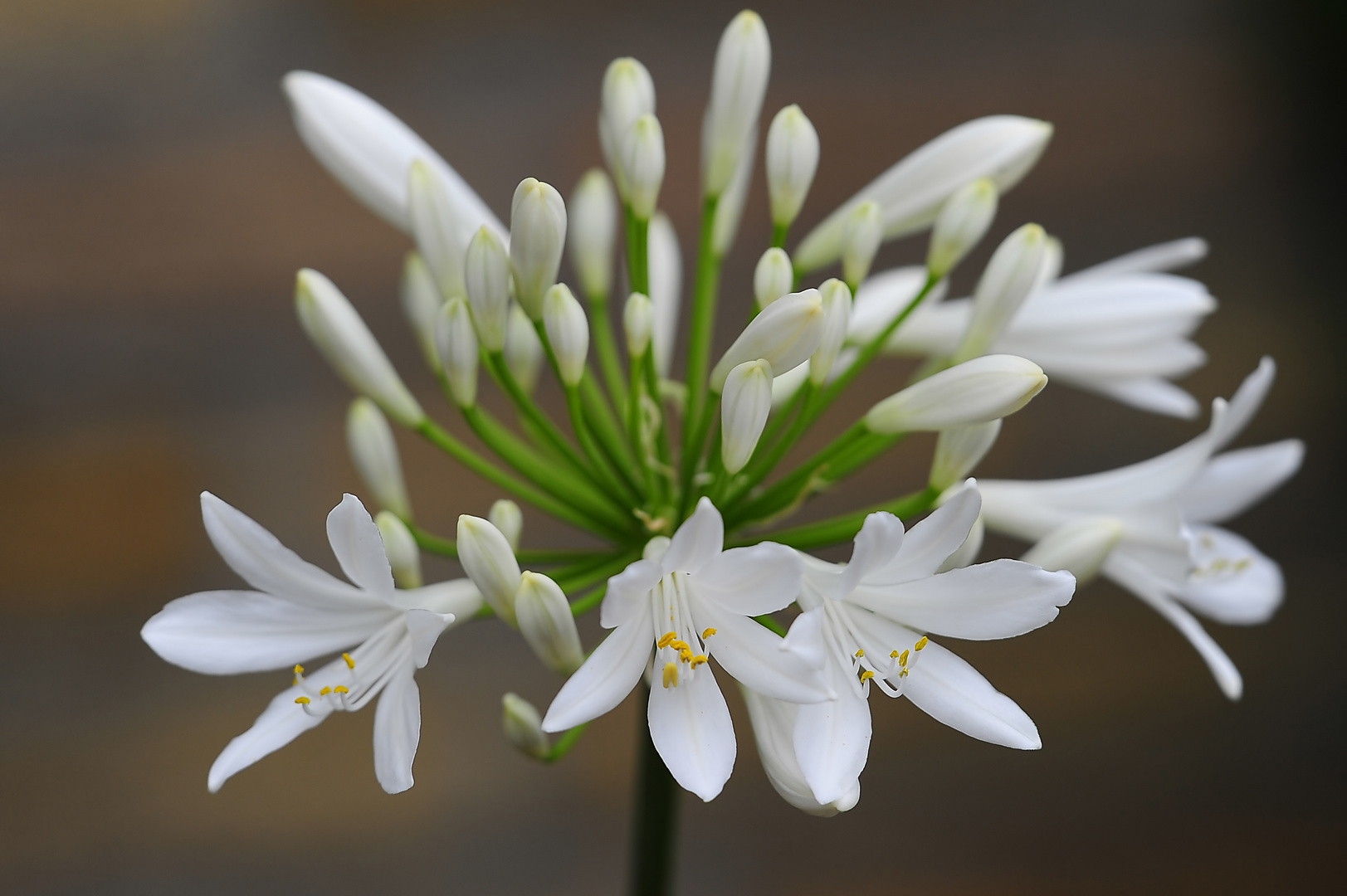 Die ersten Schmucklilienblüten (Agapanthus) haben sich geöffnet