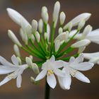 Die ersten Schmucklilienblüten (Agapanthus) haben sich geöffnet