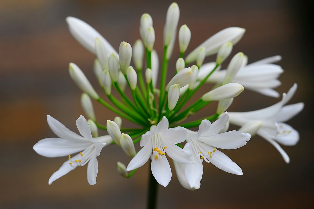 Die ersten Schmucklilienblüten (Agapanthus) haben sich geöffnet