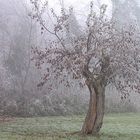 die ersten schneeflocken sind gefallen ...