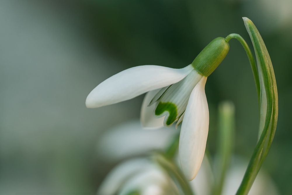 die ersten Schneeglöckchen 