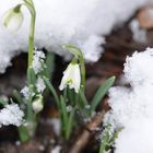 Die ersten Schneeglöckchen