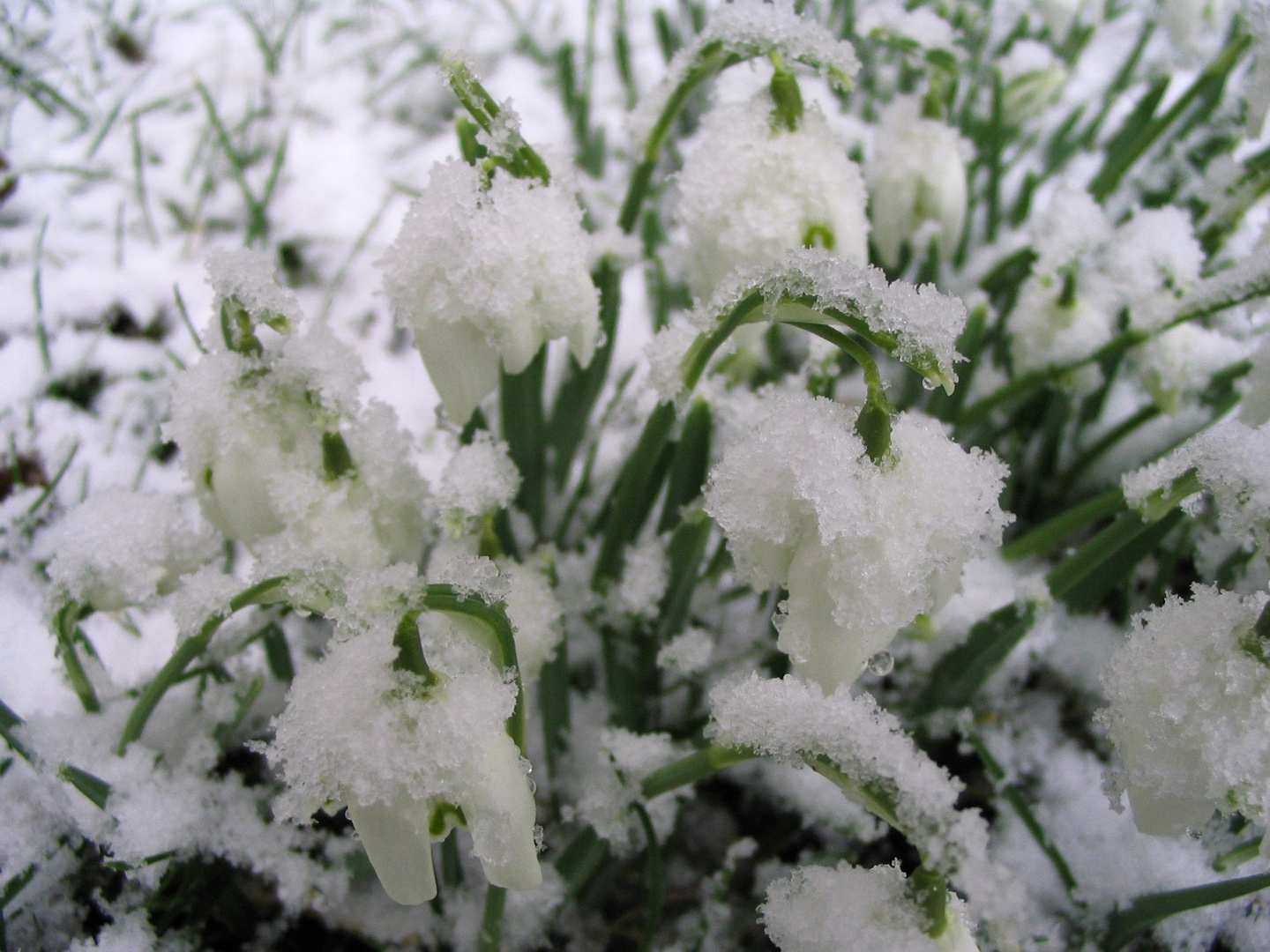 Die ersten Schneeglöckchen