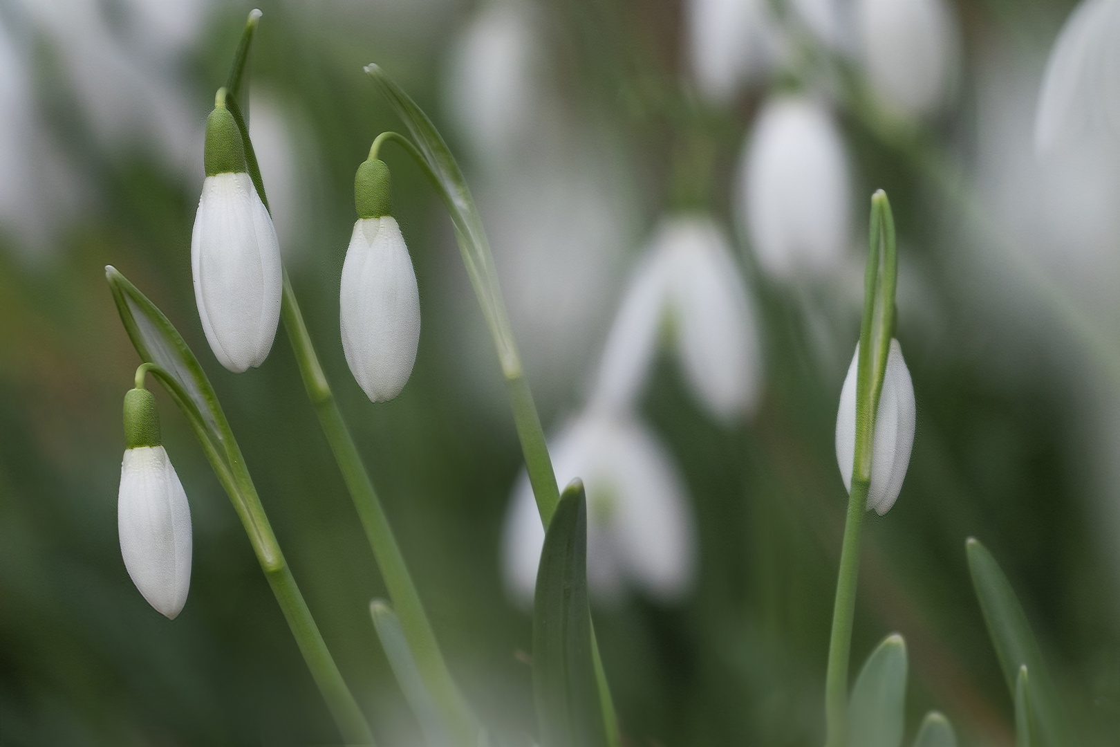 die-ersten-schneegloeckchen-b3b344cf-5680-4aff-9018-0111697b99bb Schneeglockchen Geschichte