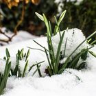 die ersten Schneeglöckchen