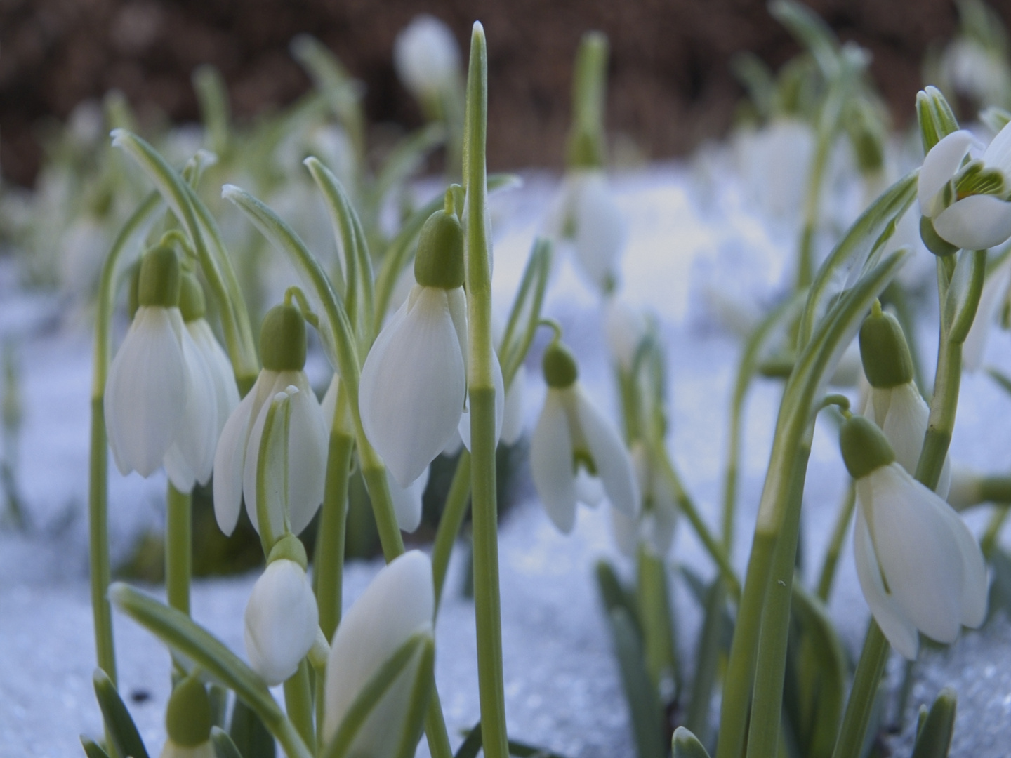 Die ersten Schneeglöckchen im Allgäu