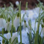 Die ersten Schneeglöckchen im Allgäu