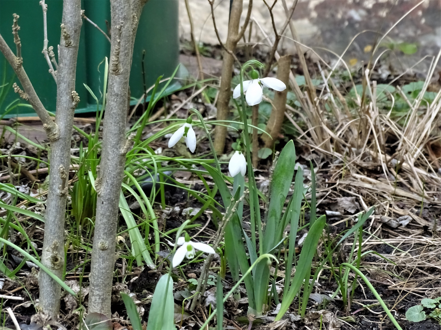 die ersten Schneeglöckchen in meinem Garten