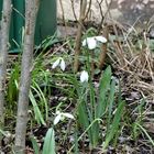 die ersten Schneeglöckchen in meinem Garten