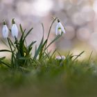 Die ersten Schneeglöckchen sind da