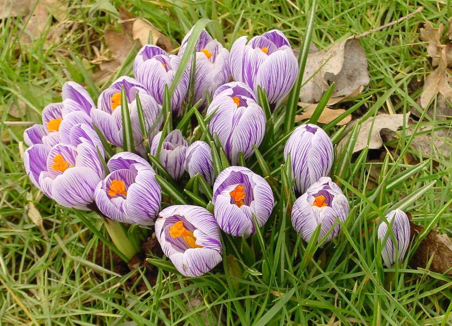 Die ersten Schönheiten im Frühling