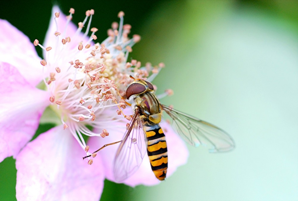 Die ersten Schwebfliegen ....