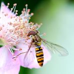 Die ersten Schwebfliegen ....