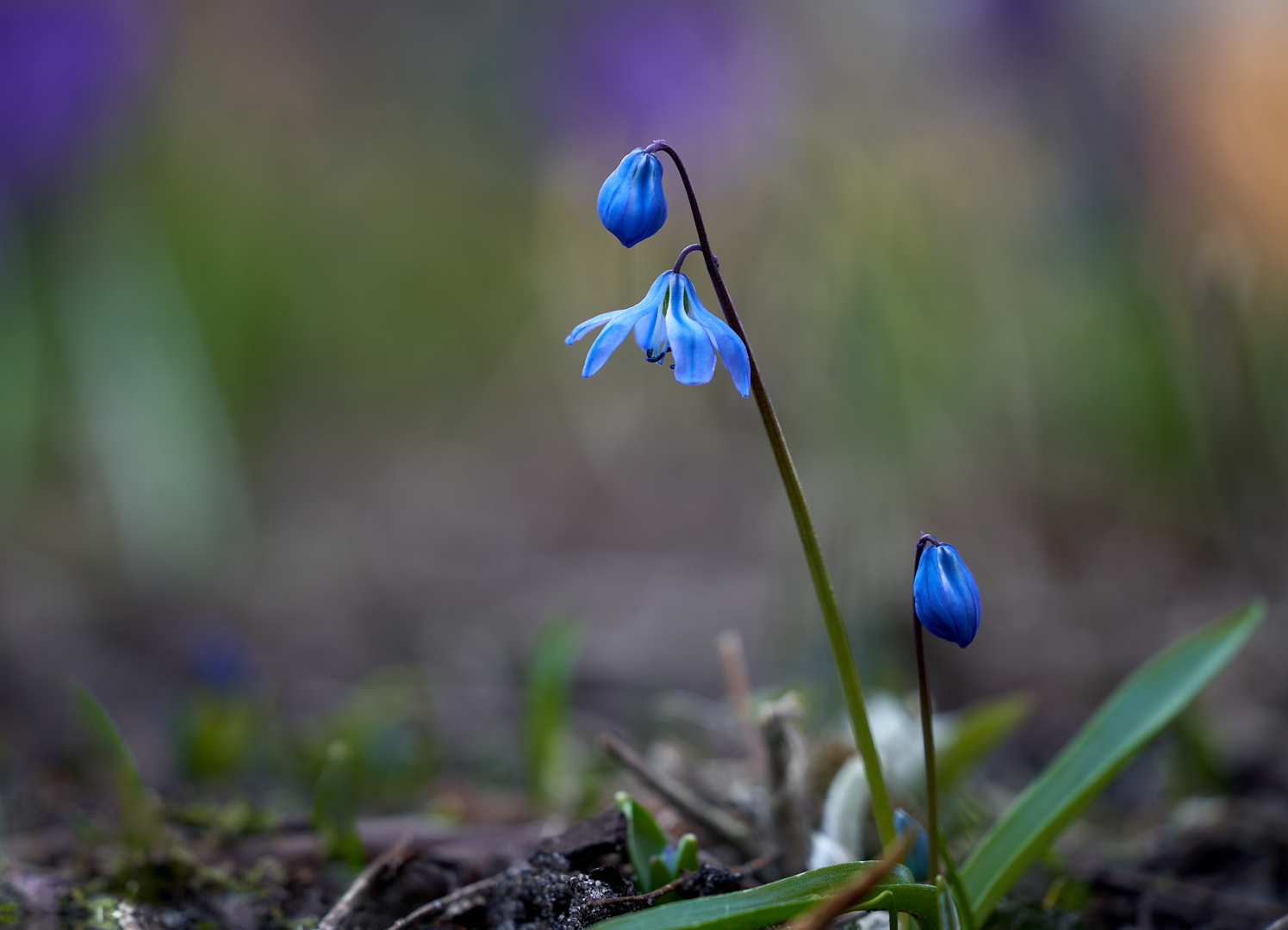 Die ersten Scilla