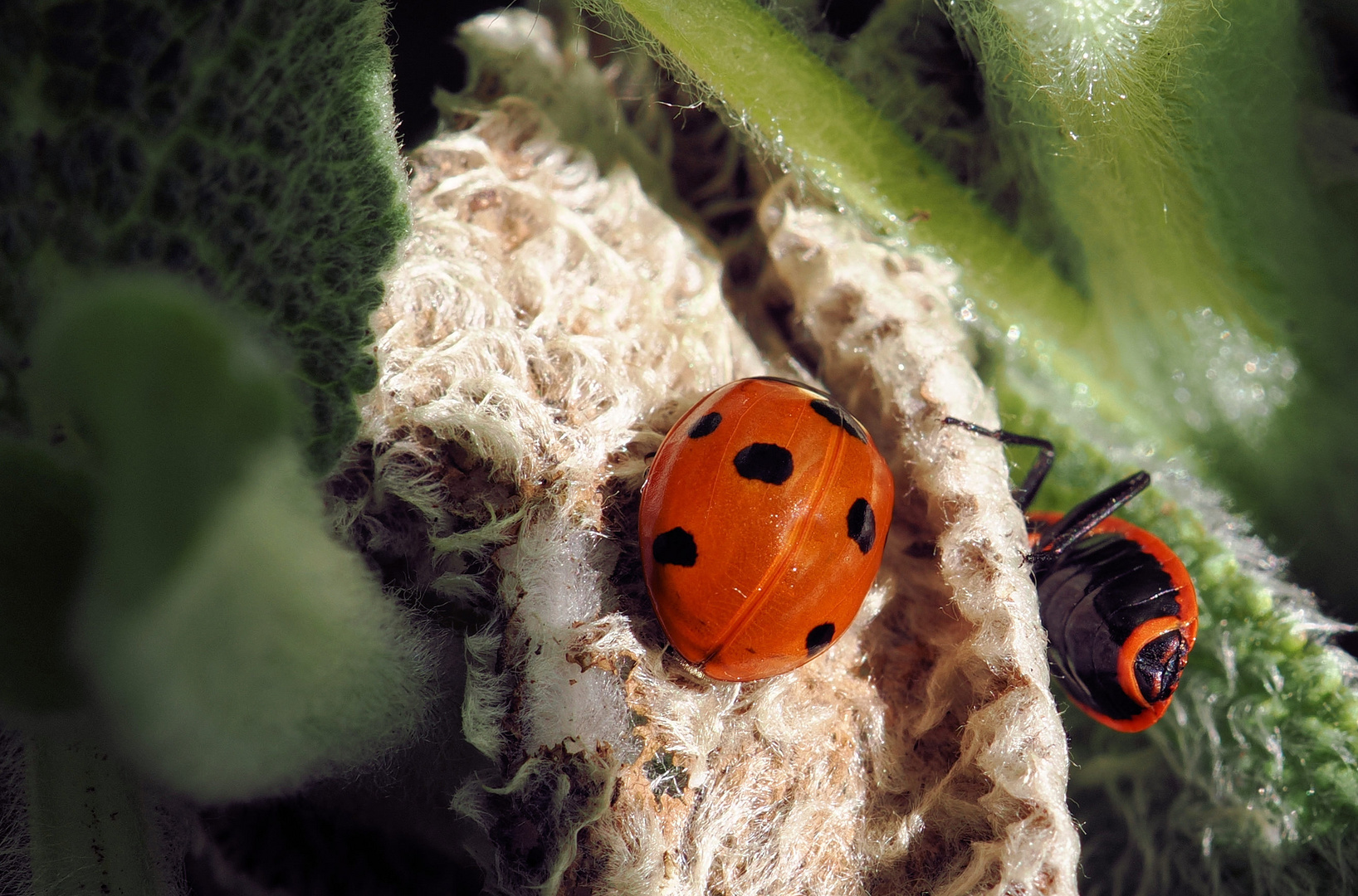 Die ersten Sonnenanbeter sind da …