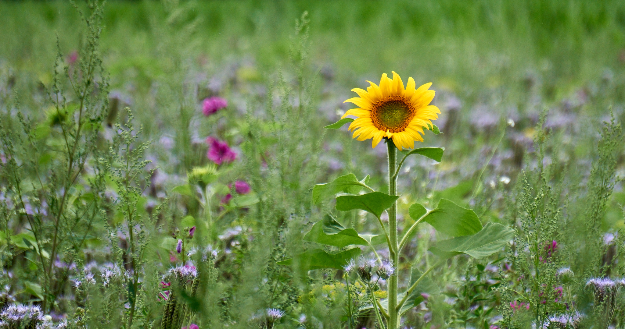 Die ersten Sonnenblumen ... 