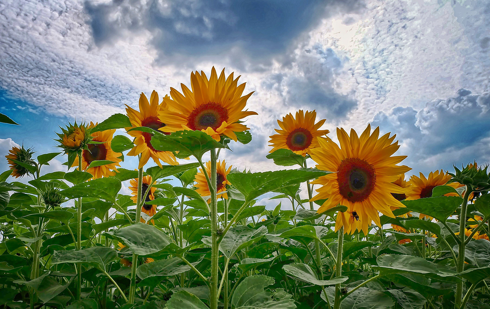 Die ersten Sonnenblumen