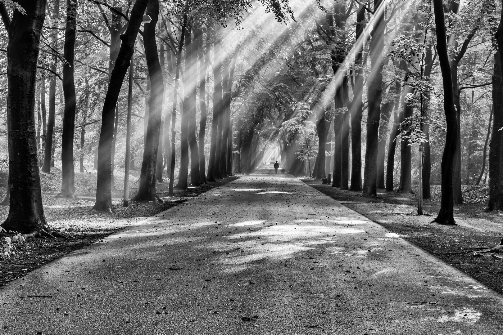 Die ersten Sonnenstrahlen