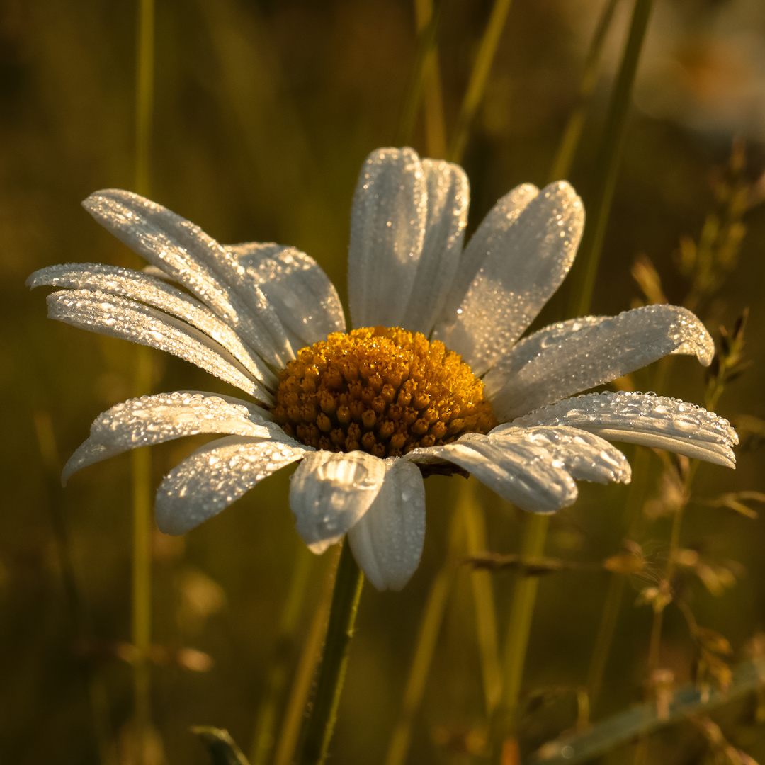 Die ersten Sonnenstrahlen