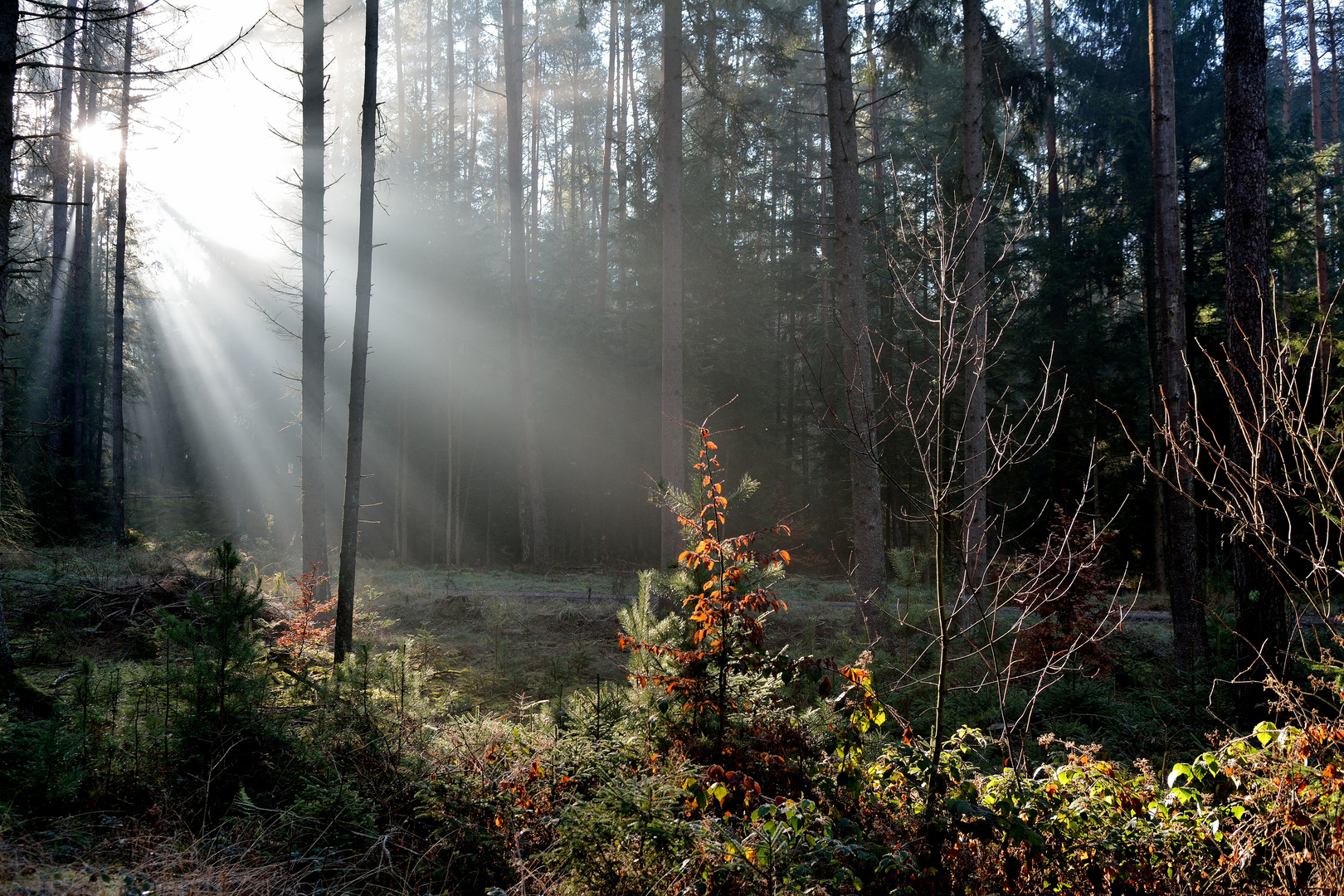 die ersten Sonnenstrahlen