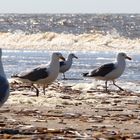 Die ersten Sonnenstrahlen am Meer