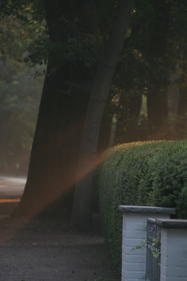 Die ersten Sonnenstrahlen brechen durch das Laub ....